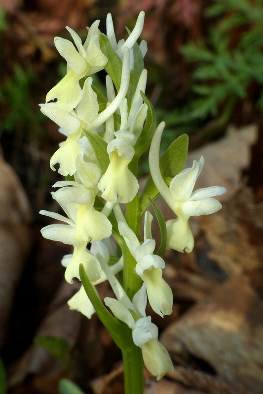 Dactylorhiza romana e prime fioriture tra Lazio e Campania - marzo 2023.